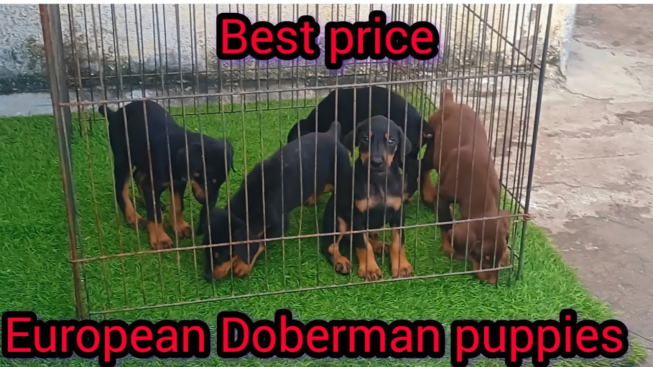 Europe type doberman puppies