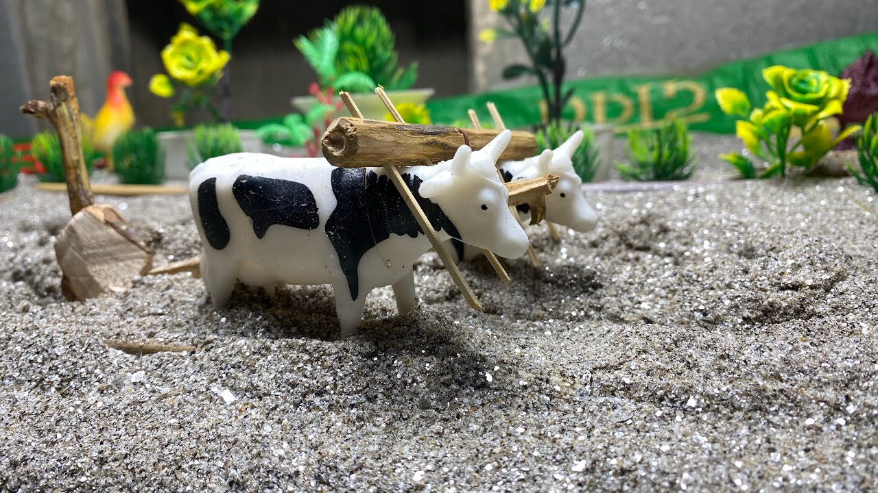 Animal farming food chille 