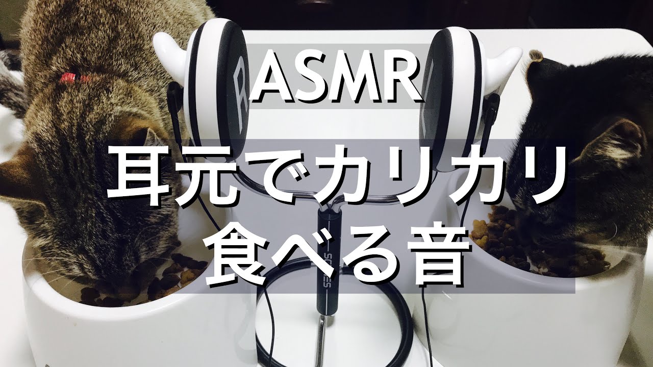 猫がカリカリを耳元で食べる音 ASMR