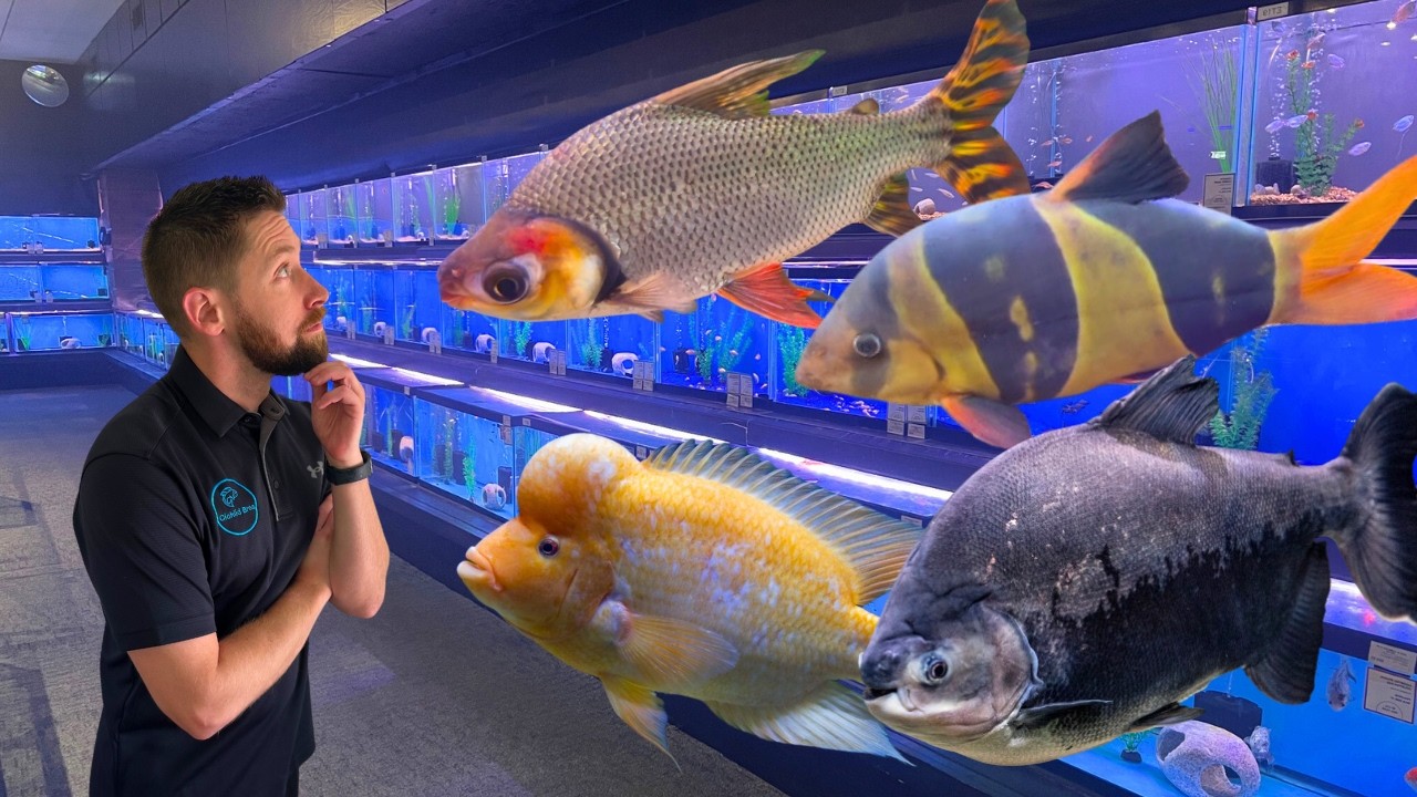 I Found Monster Fish, Giant Cichlids, & Rare Fish! (Aquatics Unlimited)