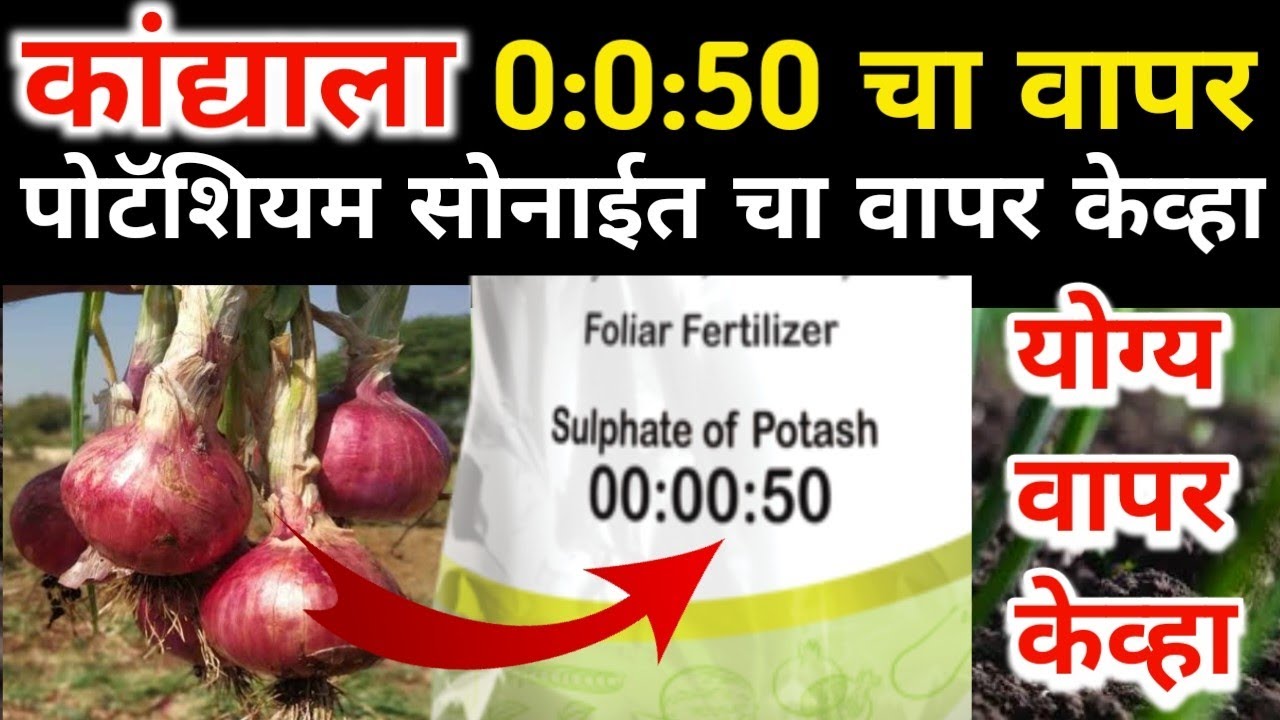 कांदा पिकासाठी 0 0 50 ह्या खताचा वापर कधी करावा / kandyala 0050 favarni kevha karavi #कांदा