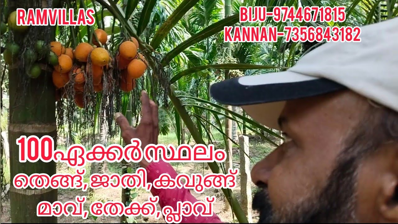 100ഏക്കർ സ്ഥലം തെങ്ങ്, കവുങ്ങ്, മാവ്, ജാതി /RV123/വീട്, കിണർ, കുളം RAMVILLAS.......