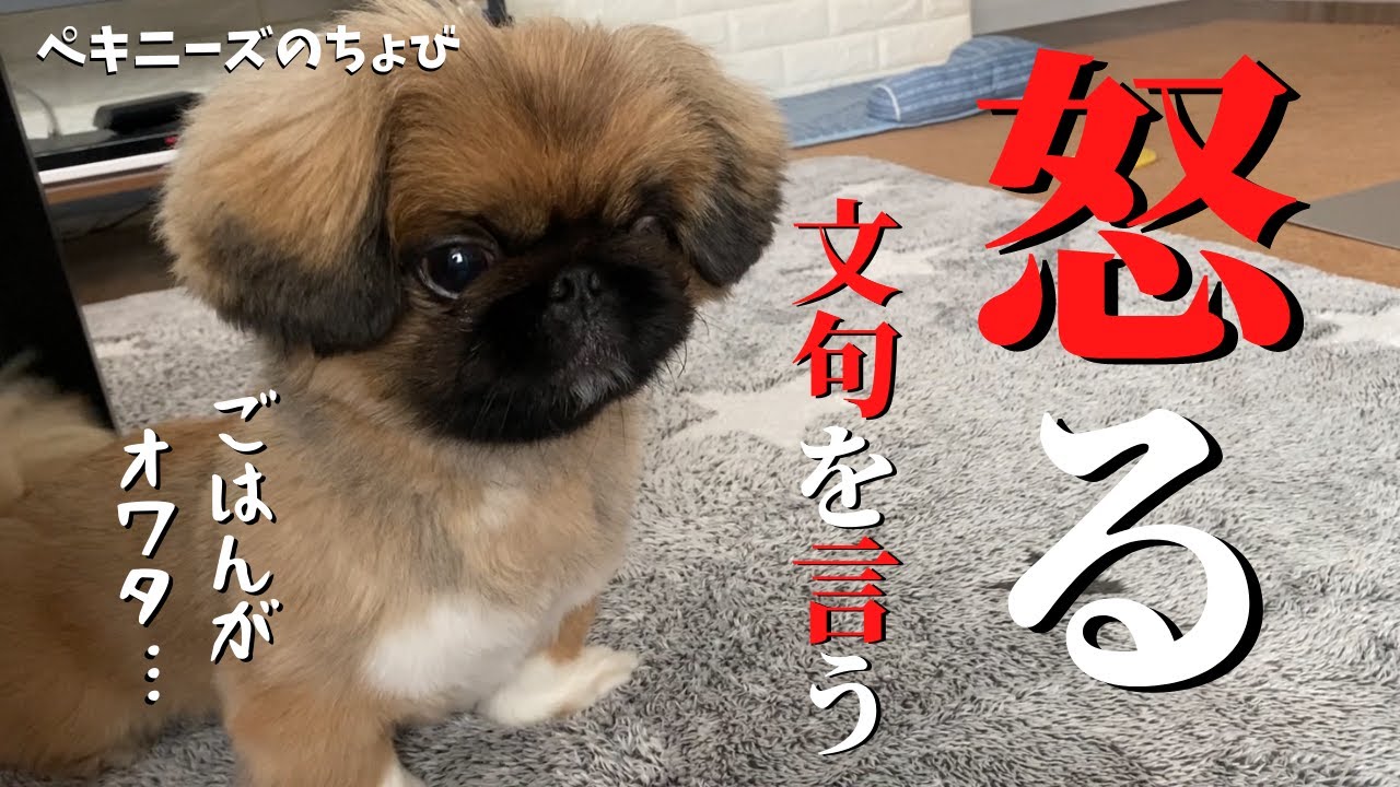 ごはんが終わってしまい、めちゃくちゃ文句を言いながら怒るペキニーズがかわいい【ペキニーズのちょび】／#31 今日のごはん／犬と暮らす