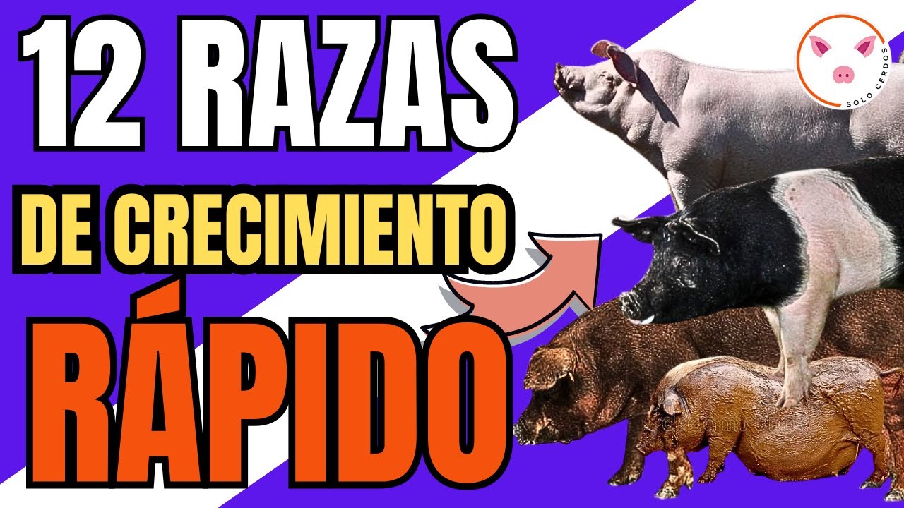 😲 12 razas de CERDOS que CRECEN RÁPIDO 🏆