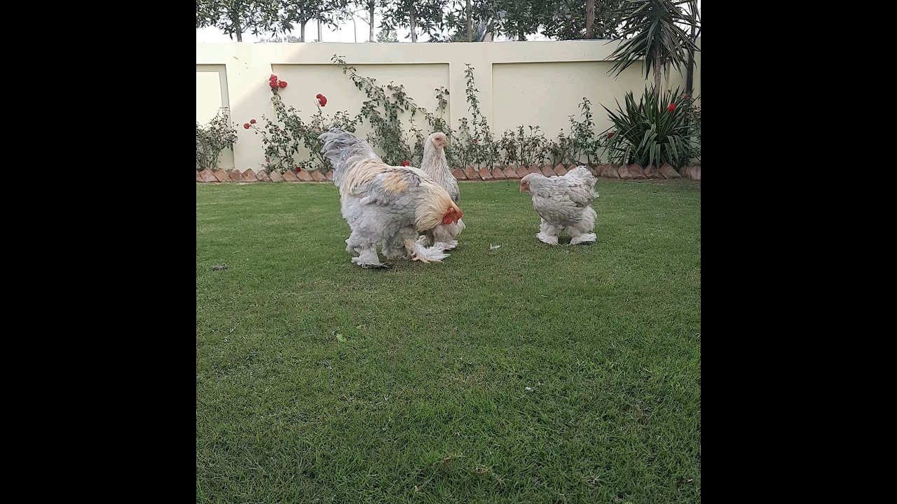 || Isabel brahma breeders || #for_sale #shortfeed #shortsyoutube #brahma #shorts