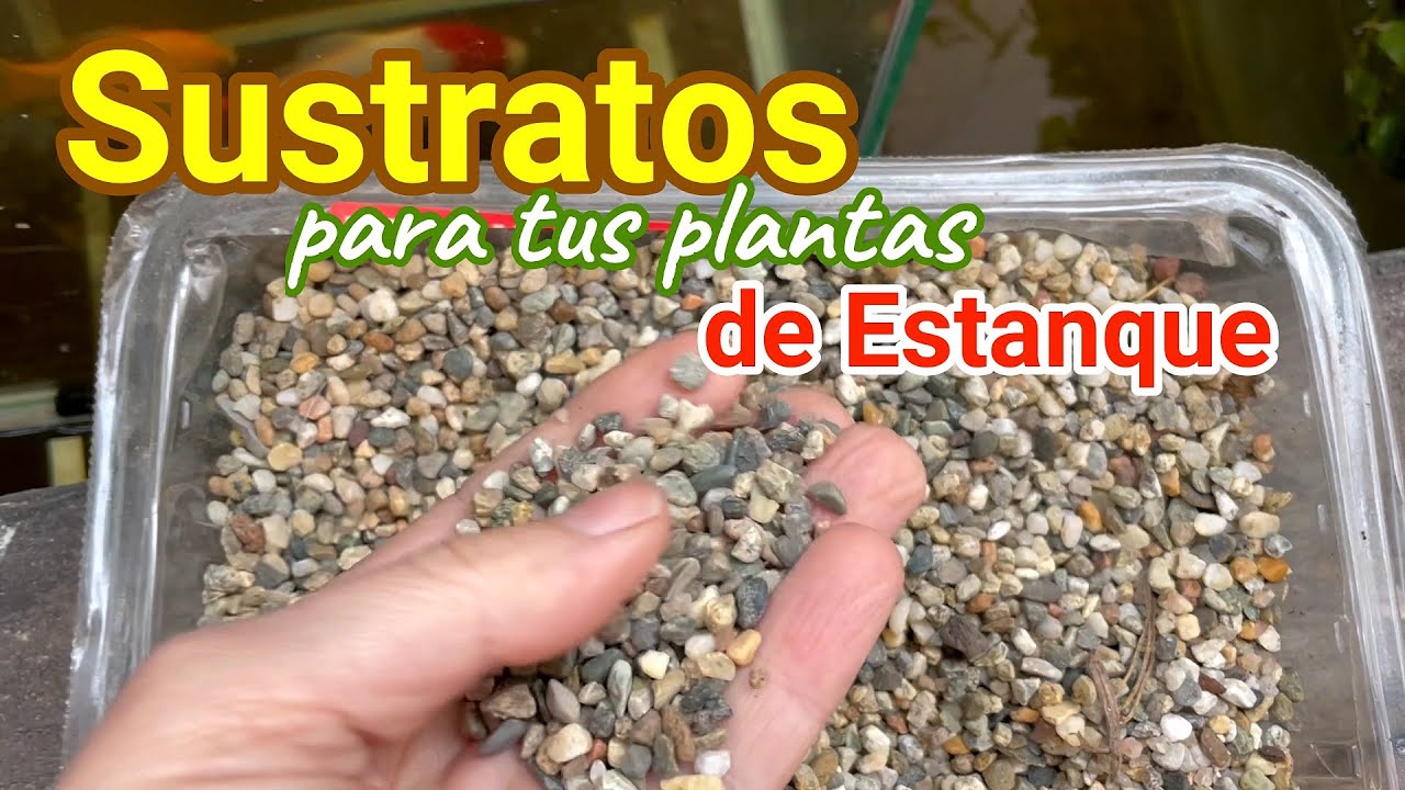 Qué sustrato utilizamos para  plantas de estanque?