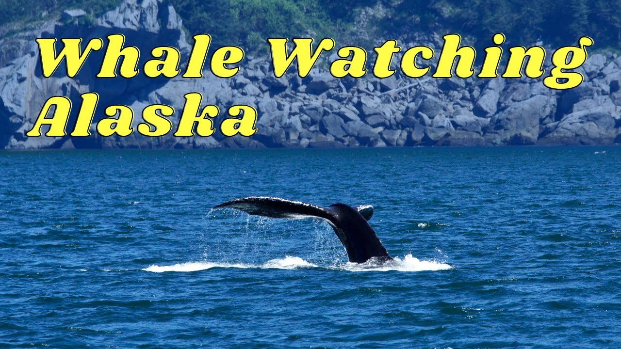 WHALE WATCHING ALASKA (Best Time And Place To See Whales In Alaska) | Alaska Travel Guide