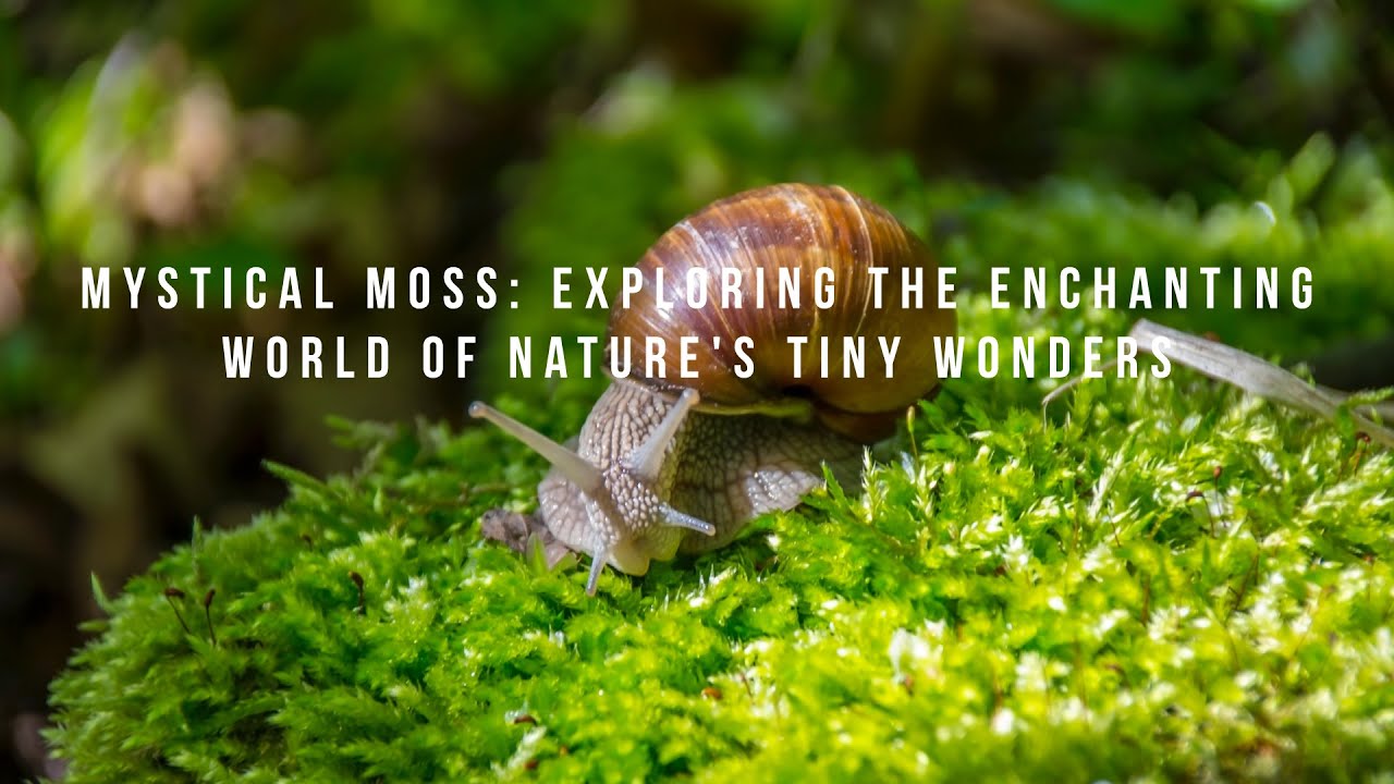 Mystical Moss: Exploring the Enchanting World of Nature's Tiny Wonders