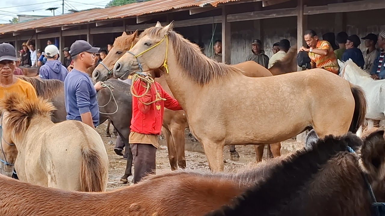 HORSE HEAVEN! FINDING THE DREAM STALLION AT THE MARKET