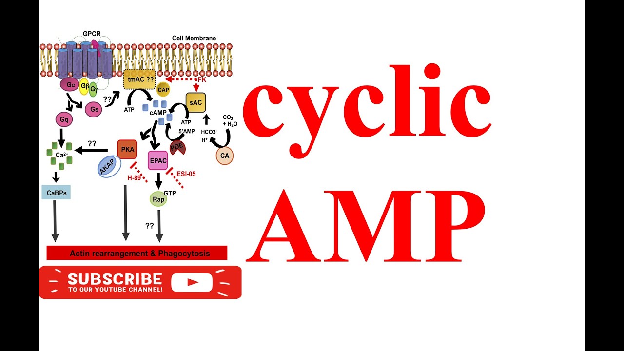 Cyclic AMP: A Secondary Messenger | M.Pharm Pharmacology | Cellular & Molecular Pharmacology | #1st