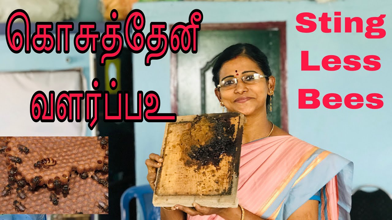 Stingless Bee | Bee Keeping | VIBIS HONEY | கொசு தேனீ வளர்ப்பு
