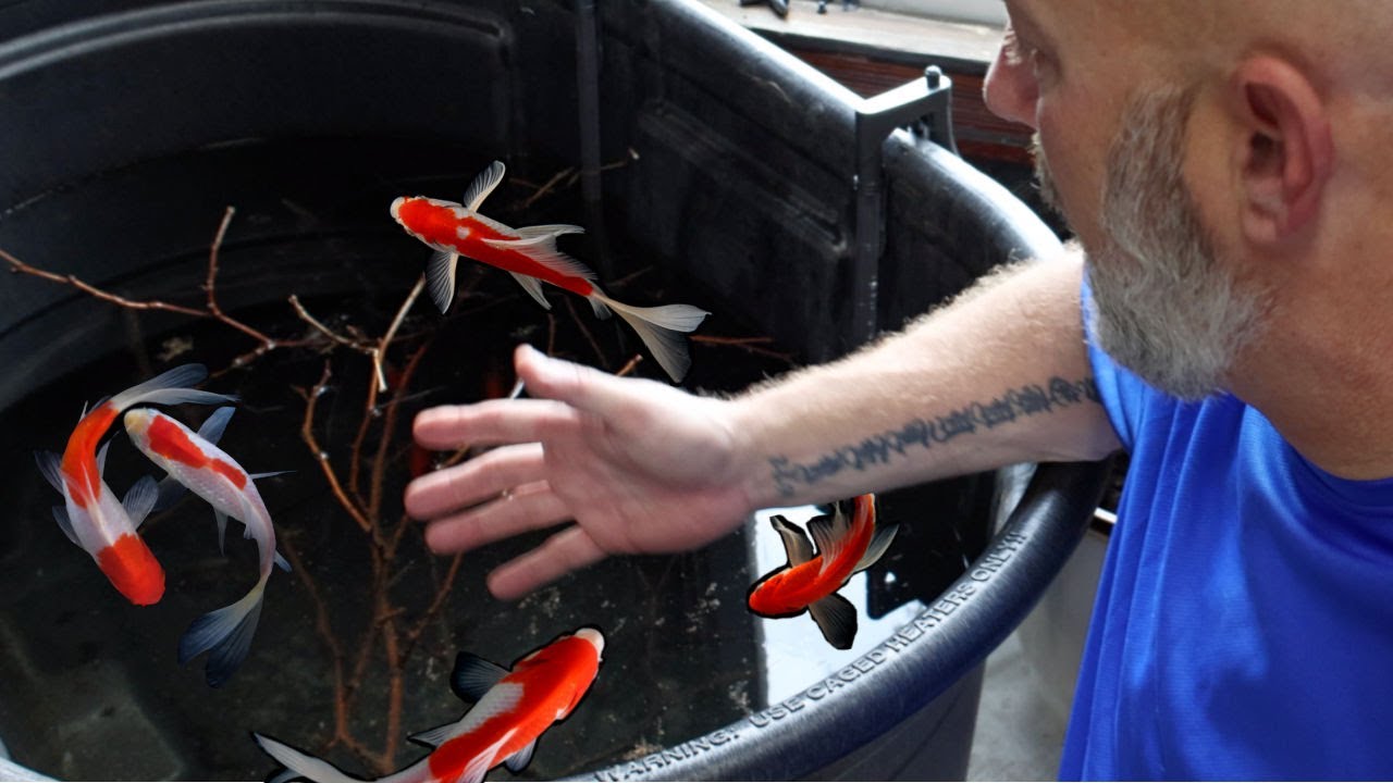 I Set Up A CHEAP Indoor Goldfish Pond