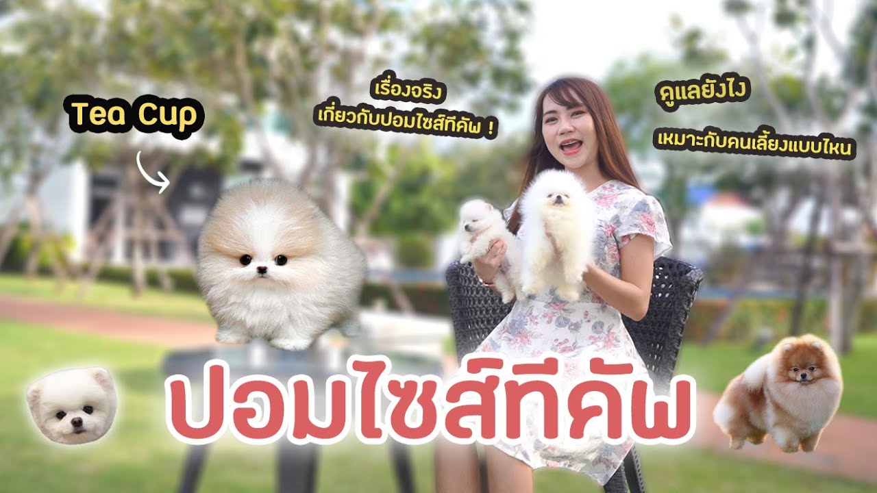 ปอมเมอเรเนียนไซส์ทีคัพ ที่CHICK DOG FARM
