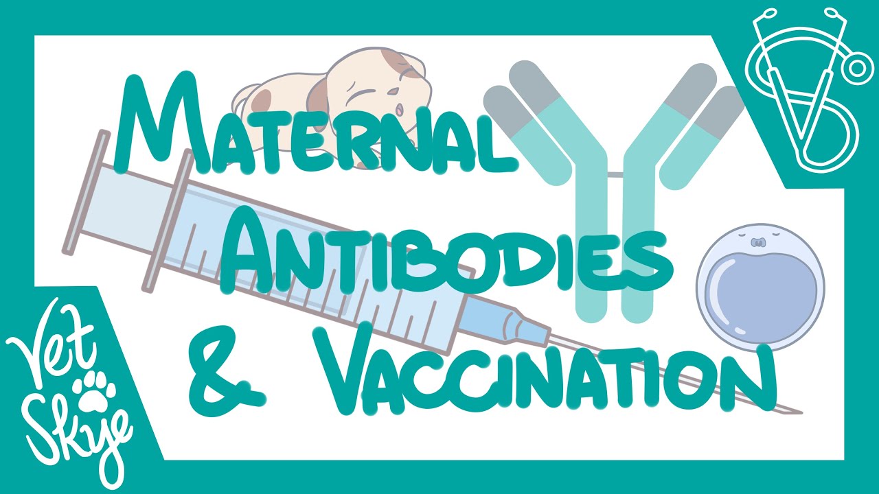 Why are puppies vaccinated so often?