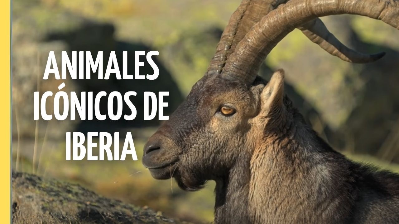 La Mítica Fauna de la Península Ibérica | Episodio Completo