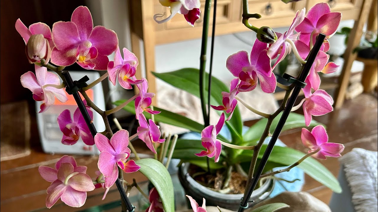 Phalenopsis mini perfumada Diffusion - replante com remoção total de substrato antigo e dicas.