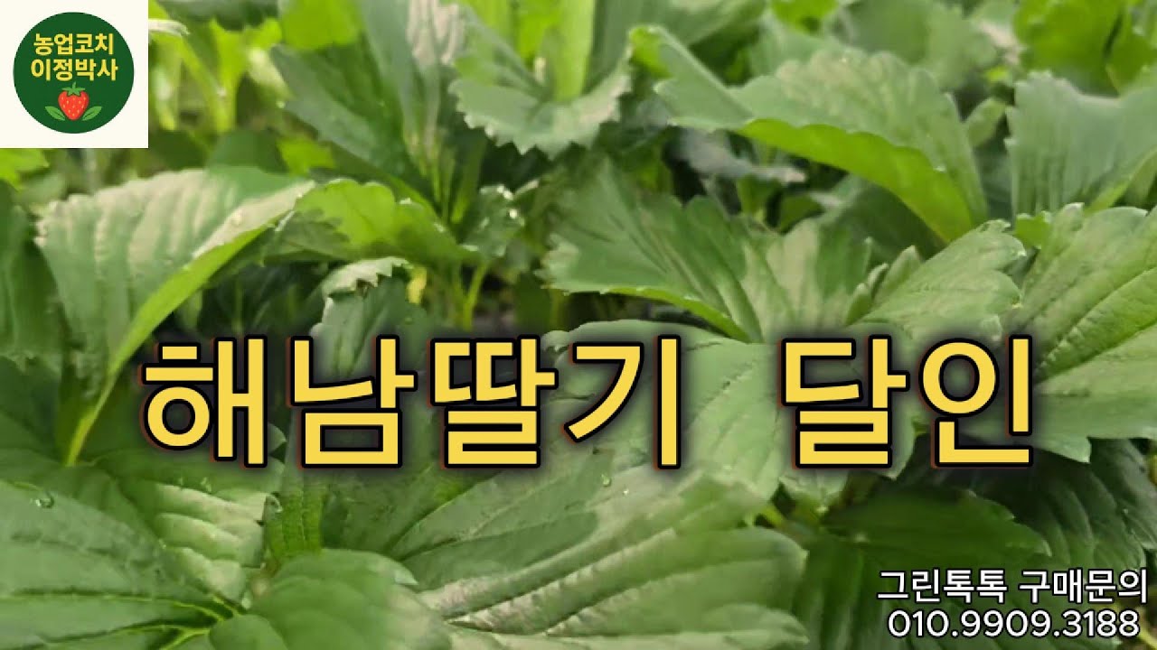 해남딸기 달인과의 인터뷰 비가와도 광합성촉진성분 그린톡톡으로 딸기 잘키웁니다.#해남딸기 #딸기달인 #딸기농사 #딸기영양관리#농업코치정의정 #그린톡톡 #천균만마   #유황딸기