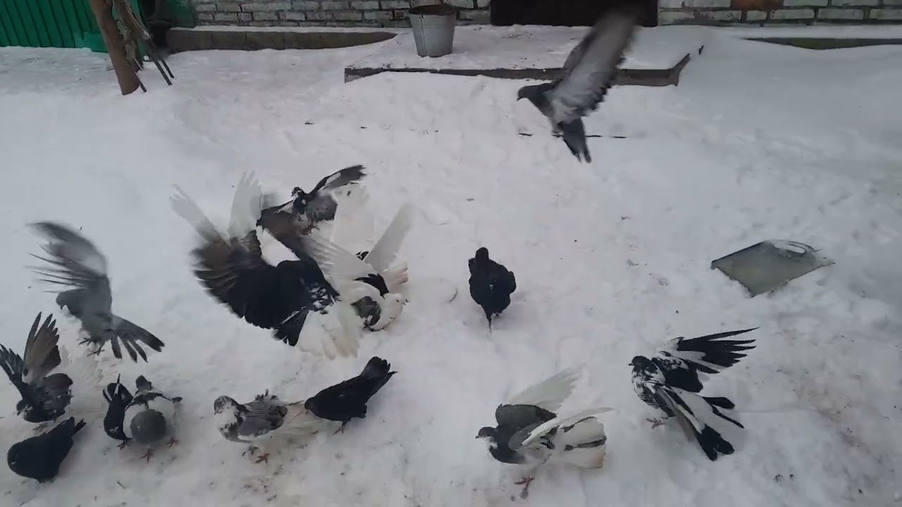 Витарку с днюхрй