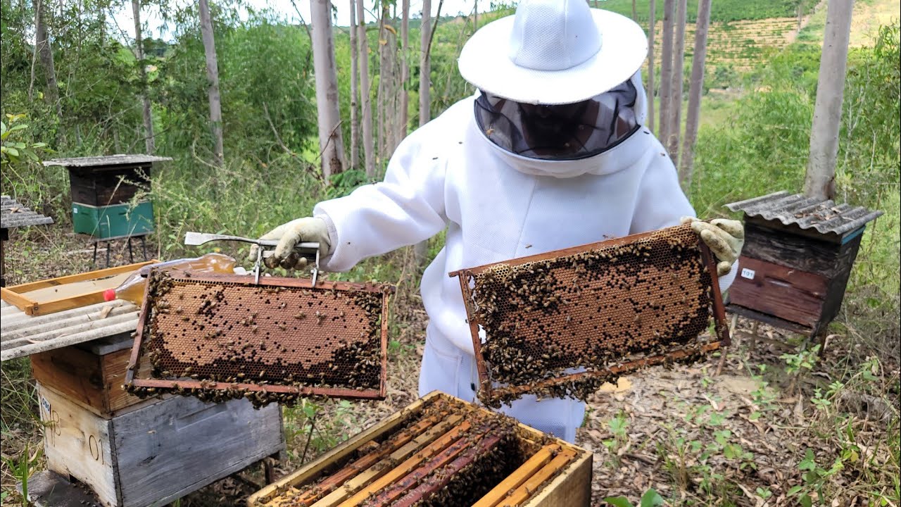 PUXADA de CERA, ALIMENTAÇÃO - Abelha Apis
