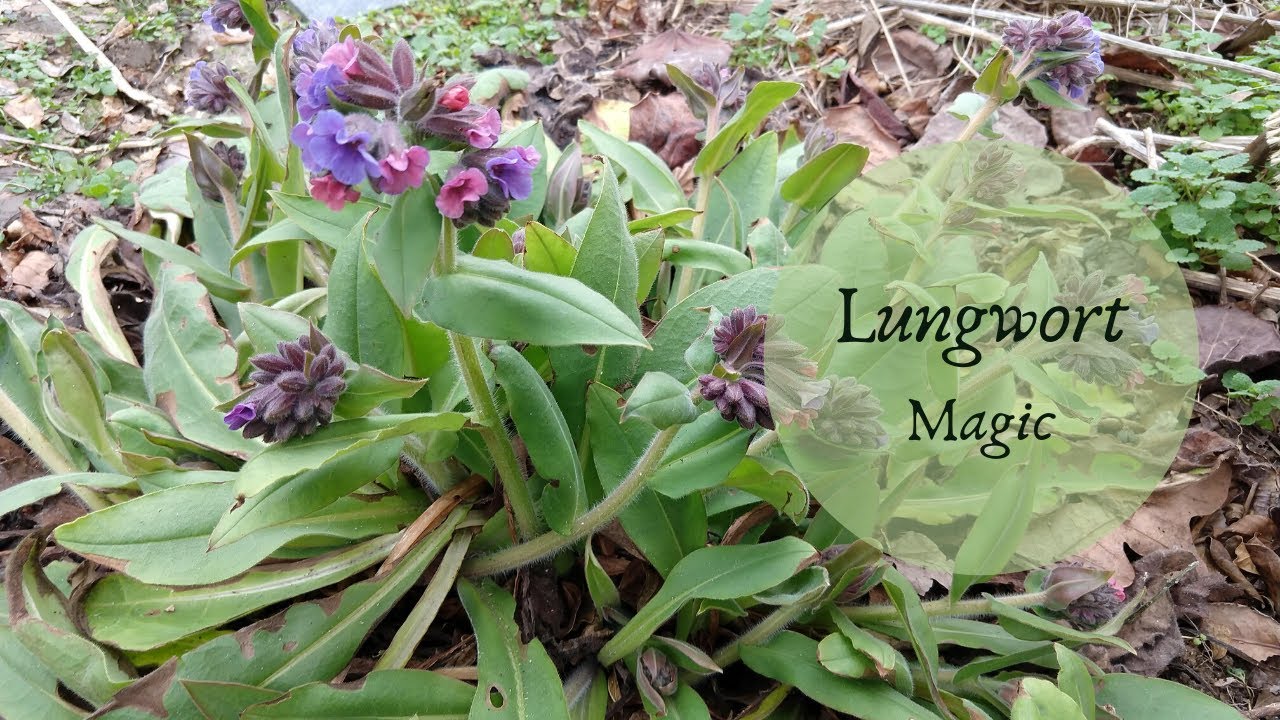 The Magic of Lungwort