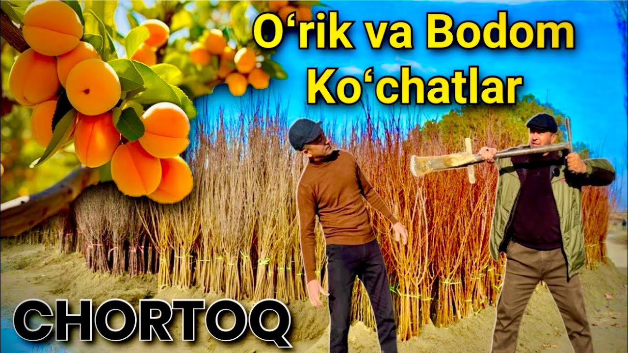 Eng xaridorgir 20 dan ortiq trenddagi BODOM va OʻRIK ko‘chatlari — Chortoq tumanida. Dostavka mavjud