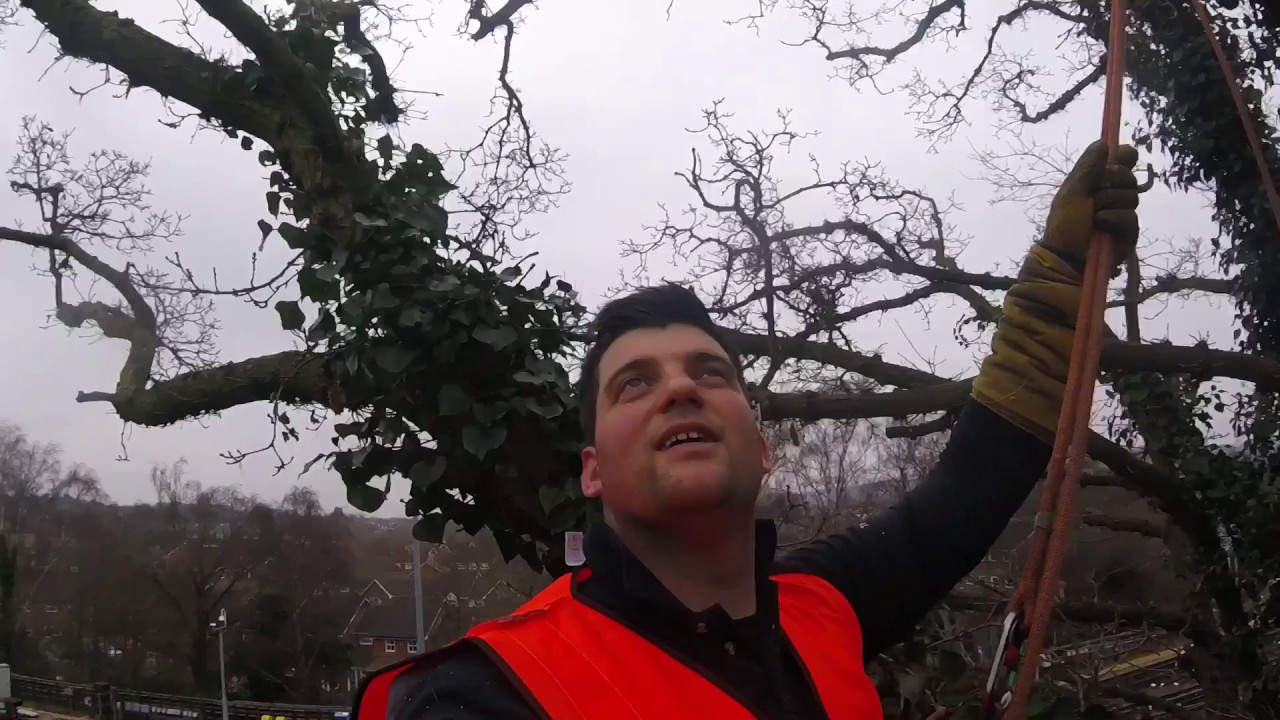 Huge oak reduction