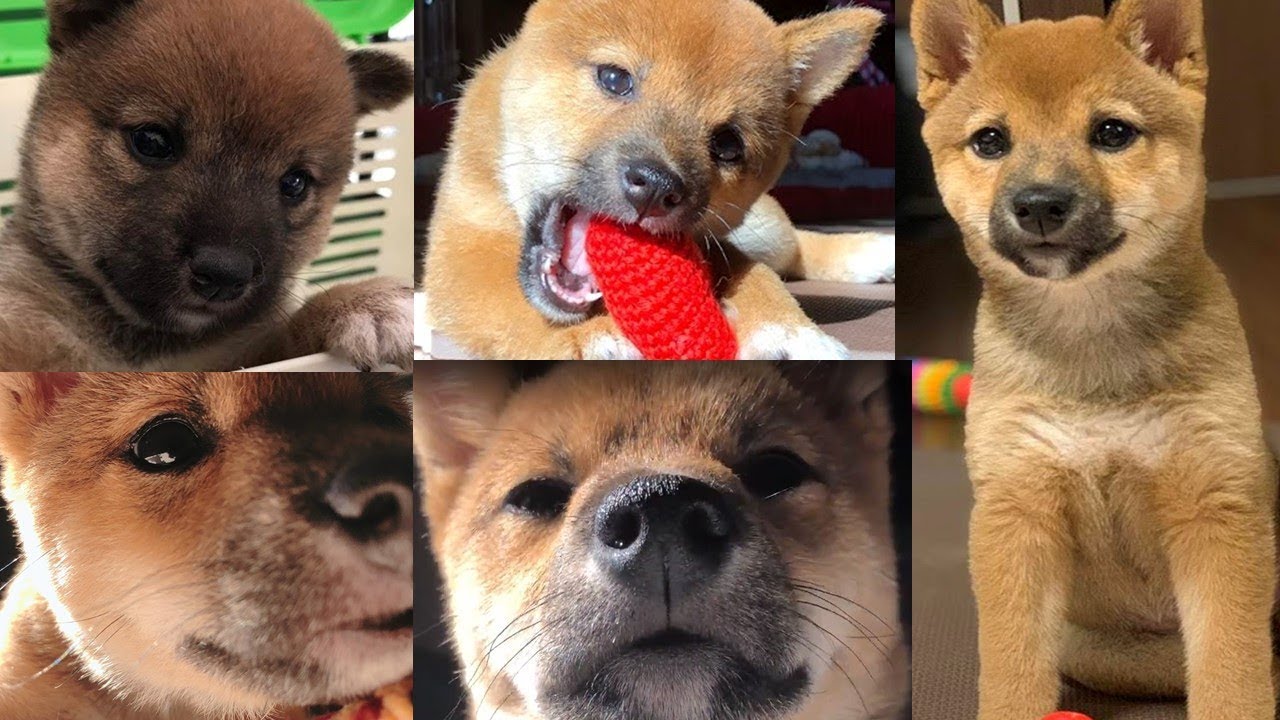 柴犬（豆柴）みかん｜生後1ヶ月～1歳までの成長記録（子犬の顔の変化）