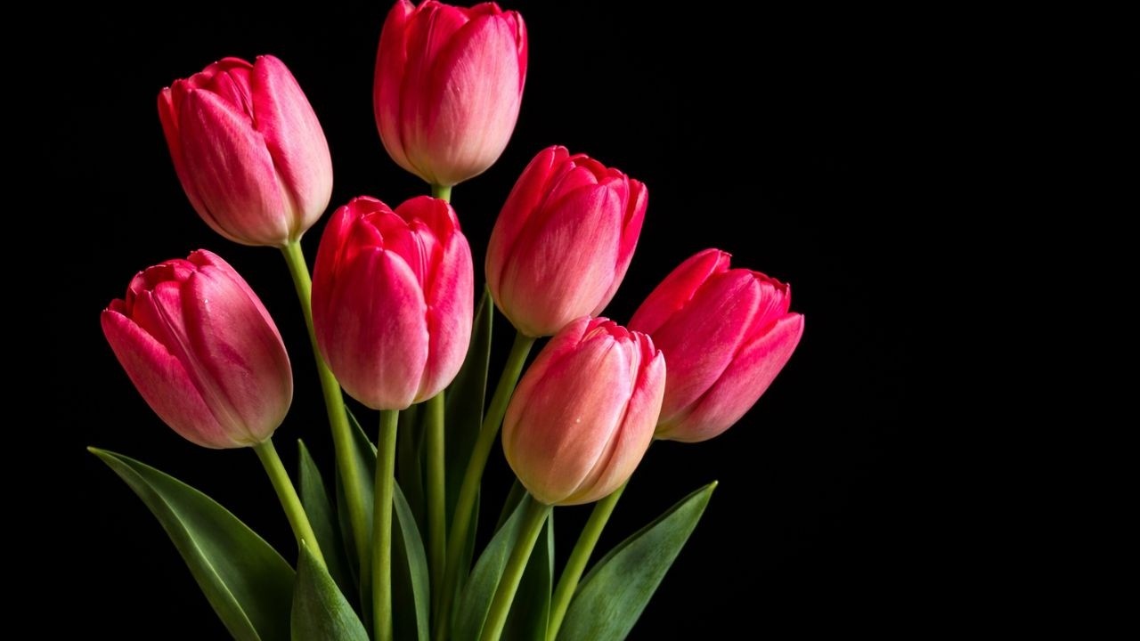 Pink Tulips 4K Screensaver for Frame TV | Elegant Floral Wall Art on Black Background