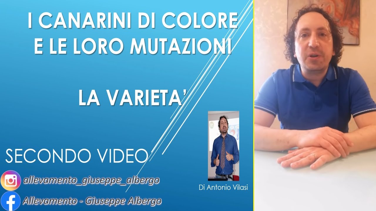 I Canarini di Colore e la loro Genetica (PARTE 2) - Antonio Vilasi / Giuseppe Albergo