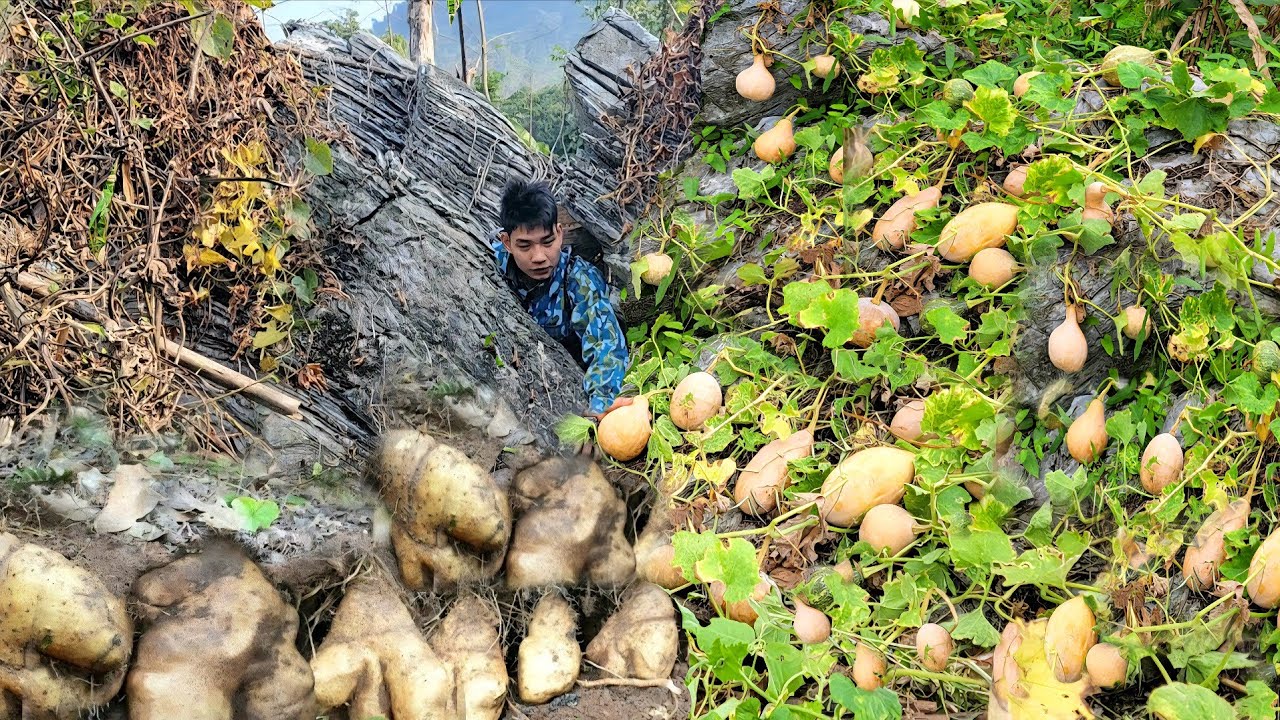 Trieu Van Tinh Harvesting underground yams, pumpkins for sale farm life