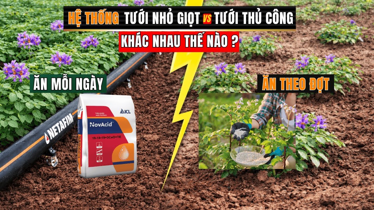 HỆ THỐNG TƯỚI NHỎ GIỌT vs TƯỚI THỦ CÔNG | KHÁC NHAU THẾ NÀO?