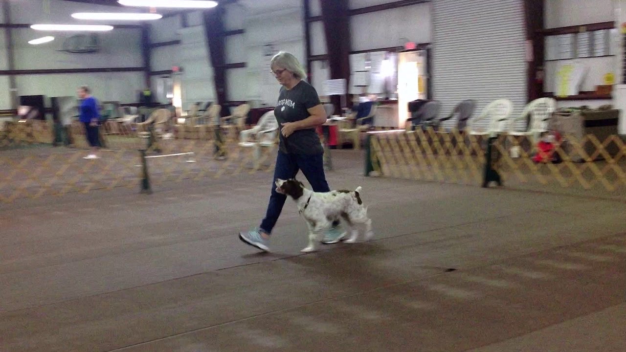 IPOC, Basic Obedience, Loose leash walking