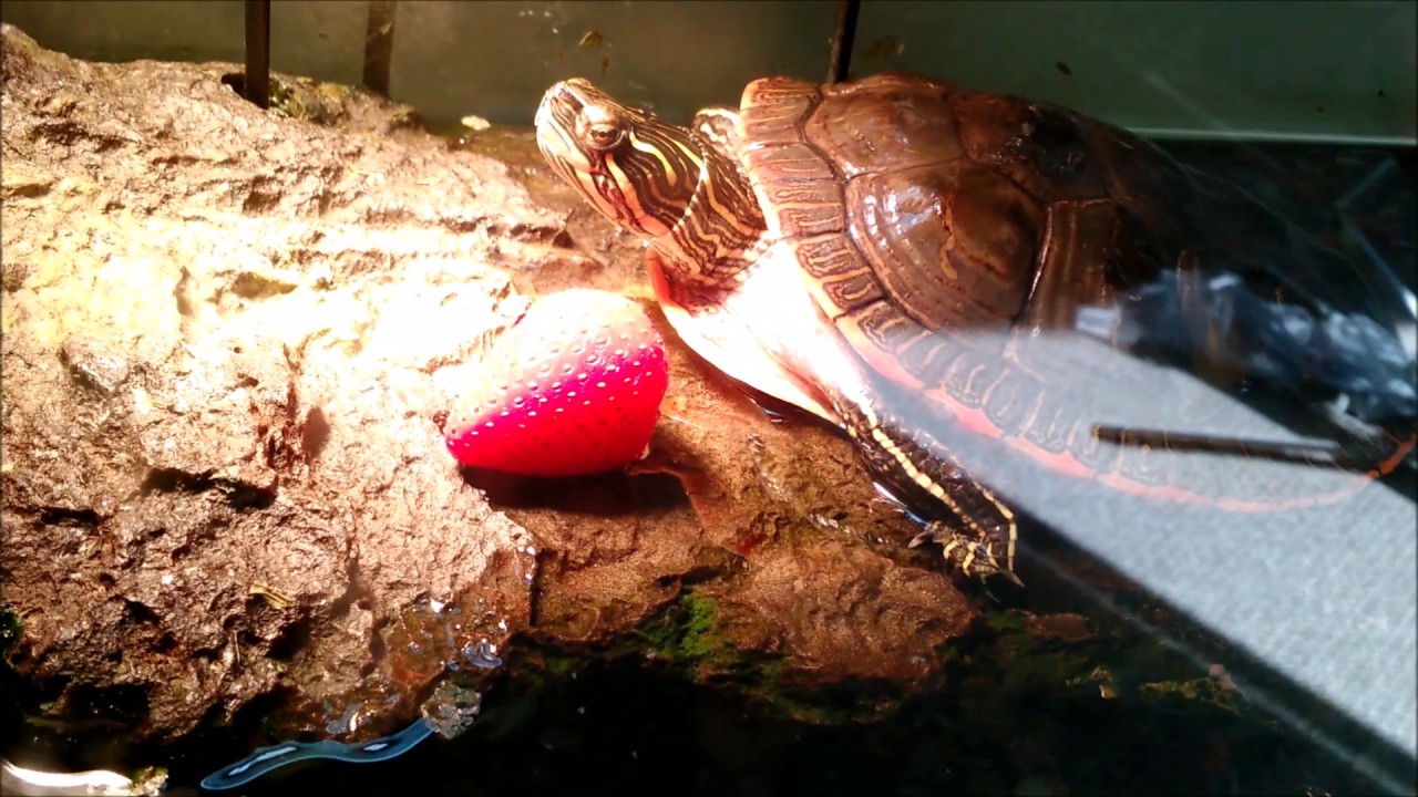The Story of "Turtle"