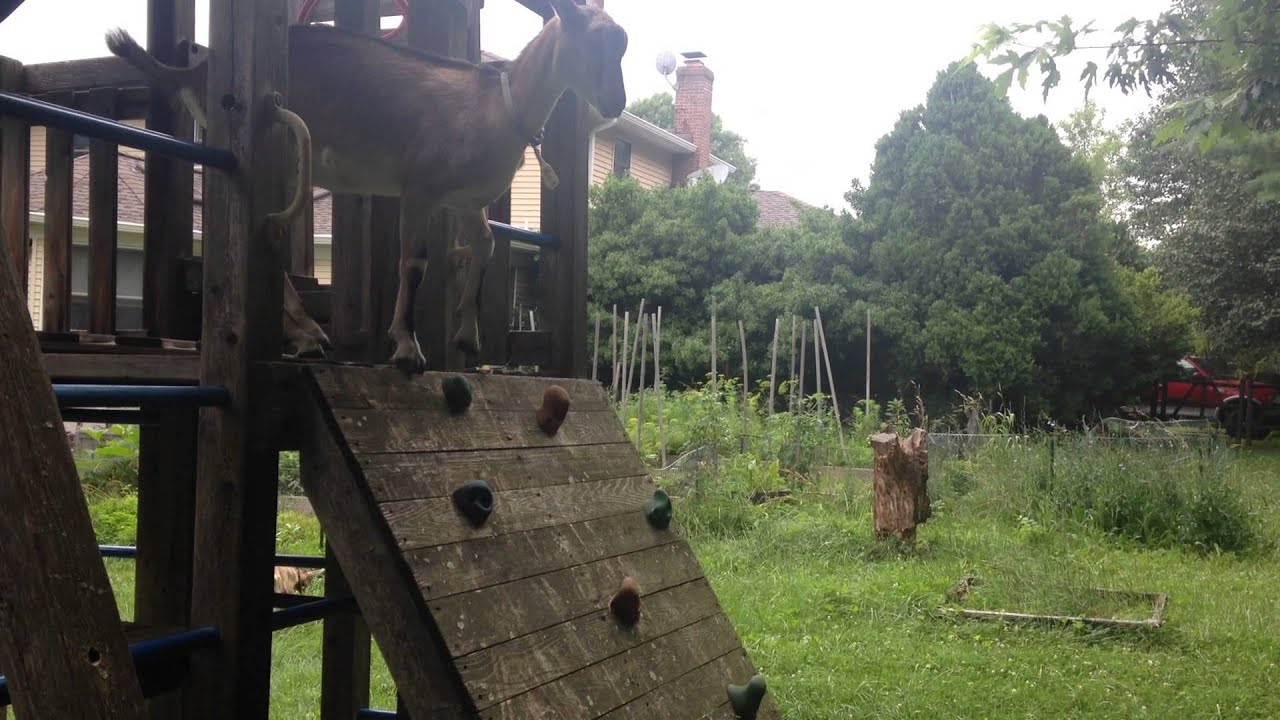 Goat in a playhouse...