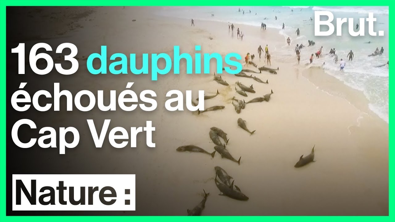 Des dauphins mystérieusement échoués au Cap Vert