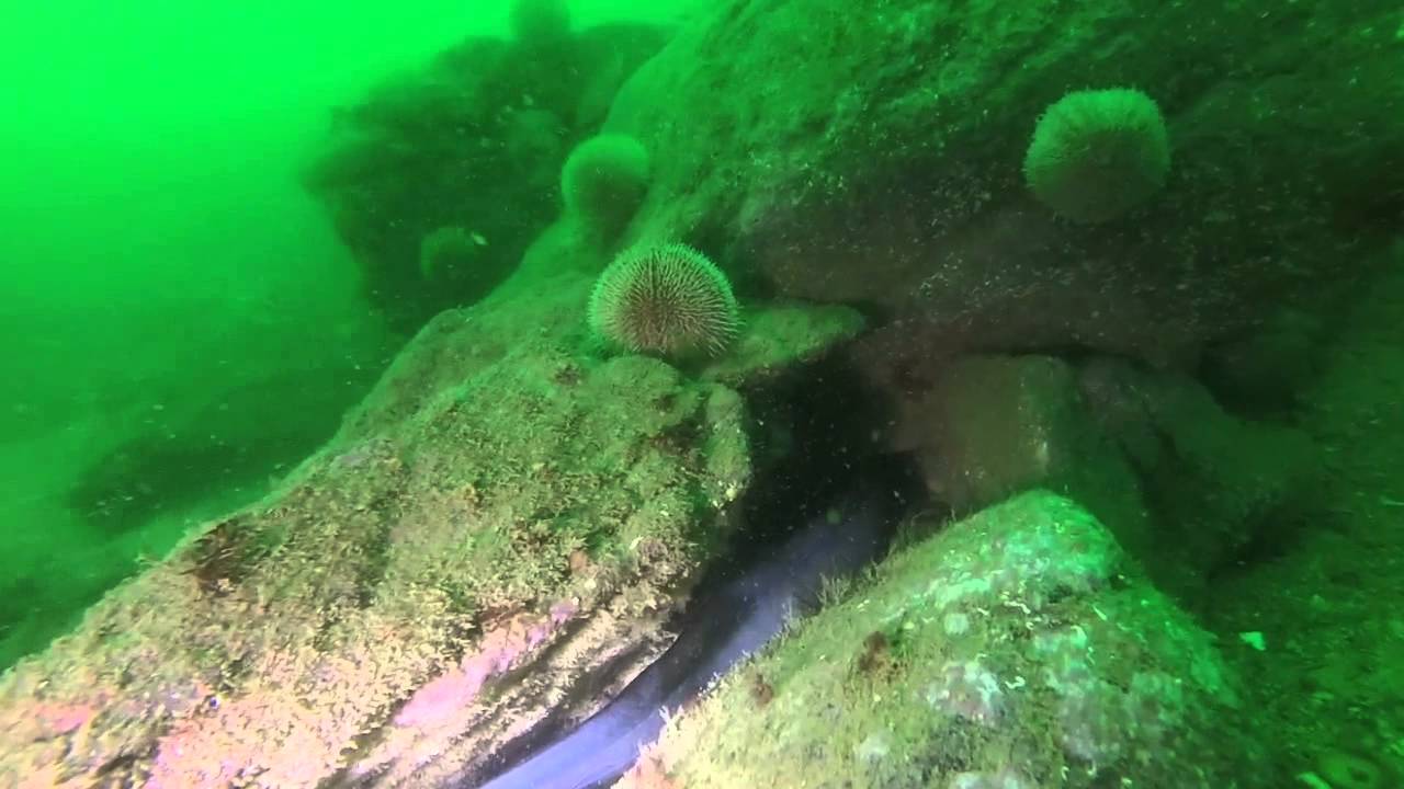 BelleIle BasseDuPalais2015 05 07matin