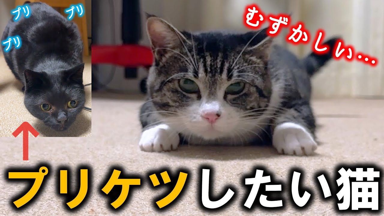 凶暴猫の人馴れ修行で、走る前の「プリケツ」が上手にできないプンプン
