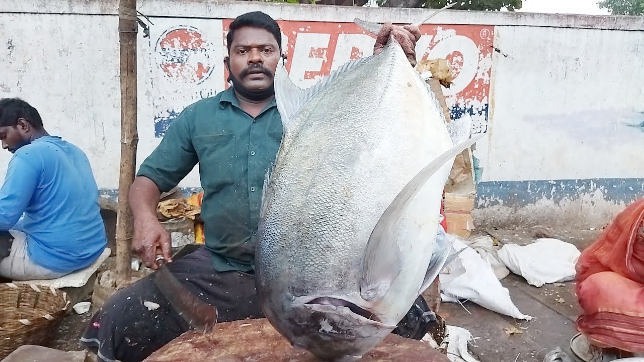 SMASH BIG TRAVELLY FISH CUTTING //  KASIMEDU SELVAM ANNA 