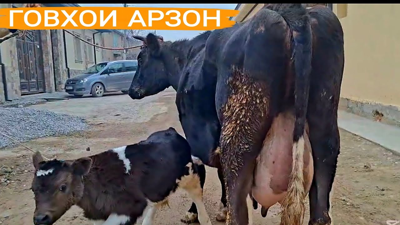 🫴😳6 -САР ГОВХОИ СЕРШИР БО НАРХИ ДАСТРАС УСПЕТ КУНЕД 27 января 2026г
