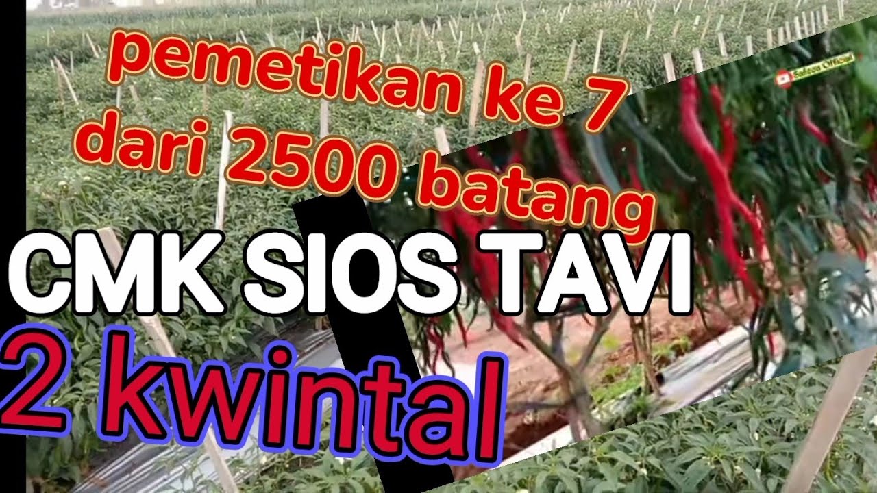 CMK SIOS TAVI pemetikan ke 7