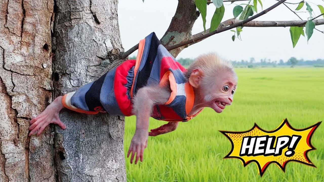How Dad care and nurture for monkey Bon the past week