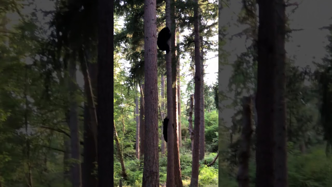 Black Bear Climbing Tree
