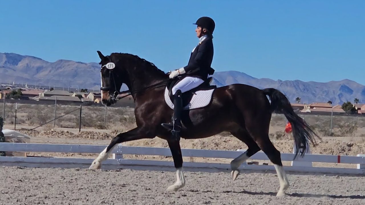 2019 KWPN Gelding Solid Second Level scores 2-3 67.7%