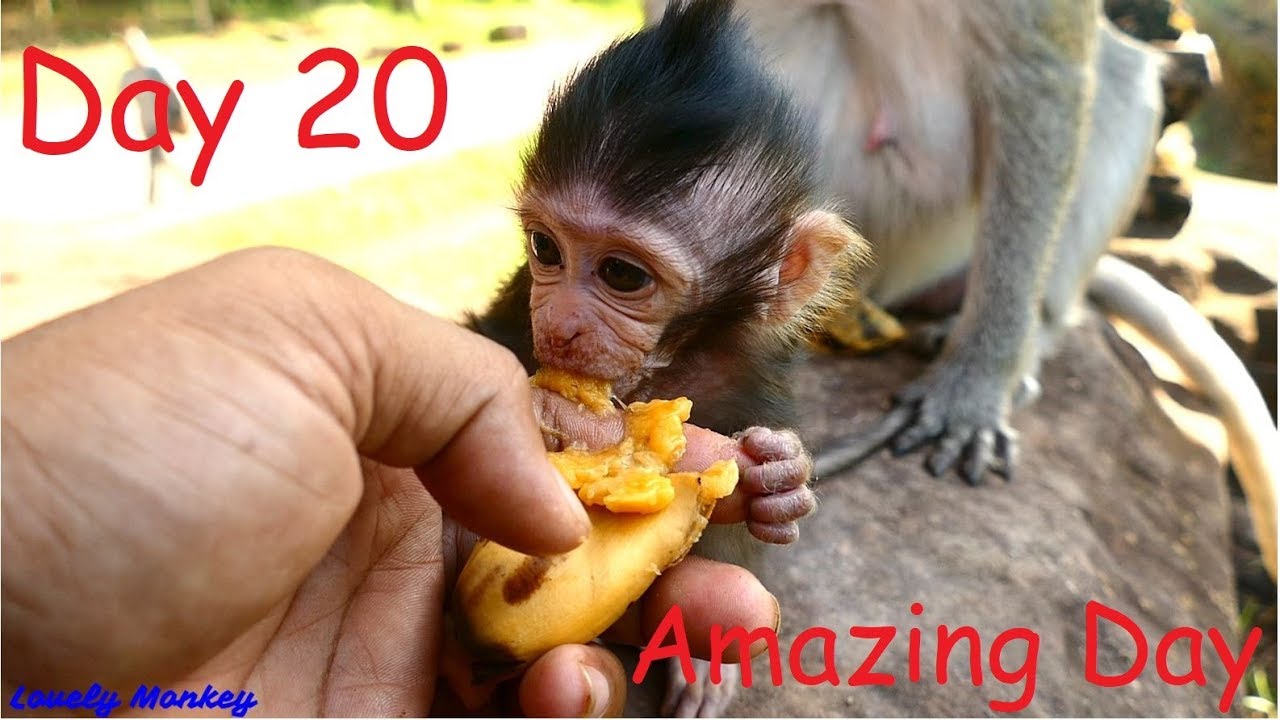 Day 20 Update Baby Lizza! I Know My Little Princes Lizza Love to Enjoy My Banana | Love You S0 Much.