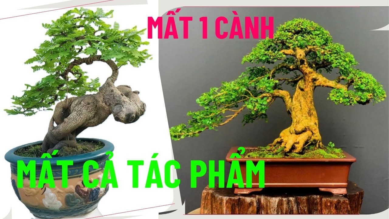 Kỹ Thuật Xử Lý Mất Cành – Từ Jin, Ghép Cành Đến Tái Tạo Bố Cục#bonsai #kythuatbonsai #caycanh