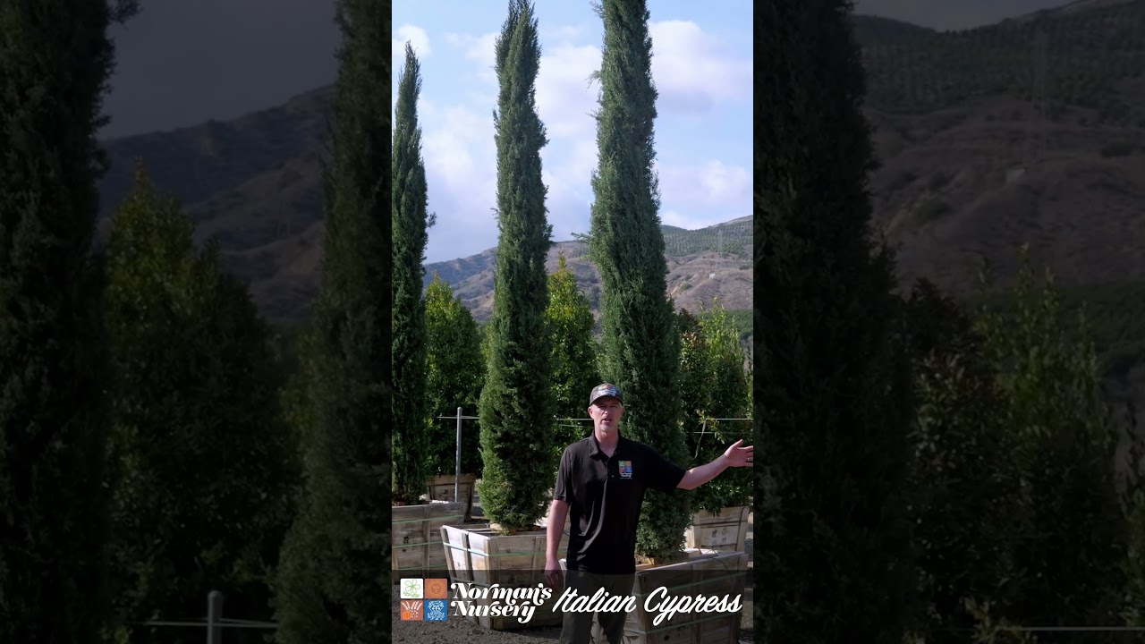 Welcome to Tuesday Tree Day at Norman's Nursery