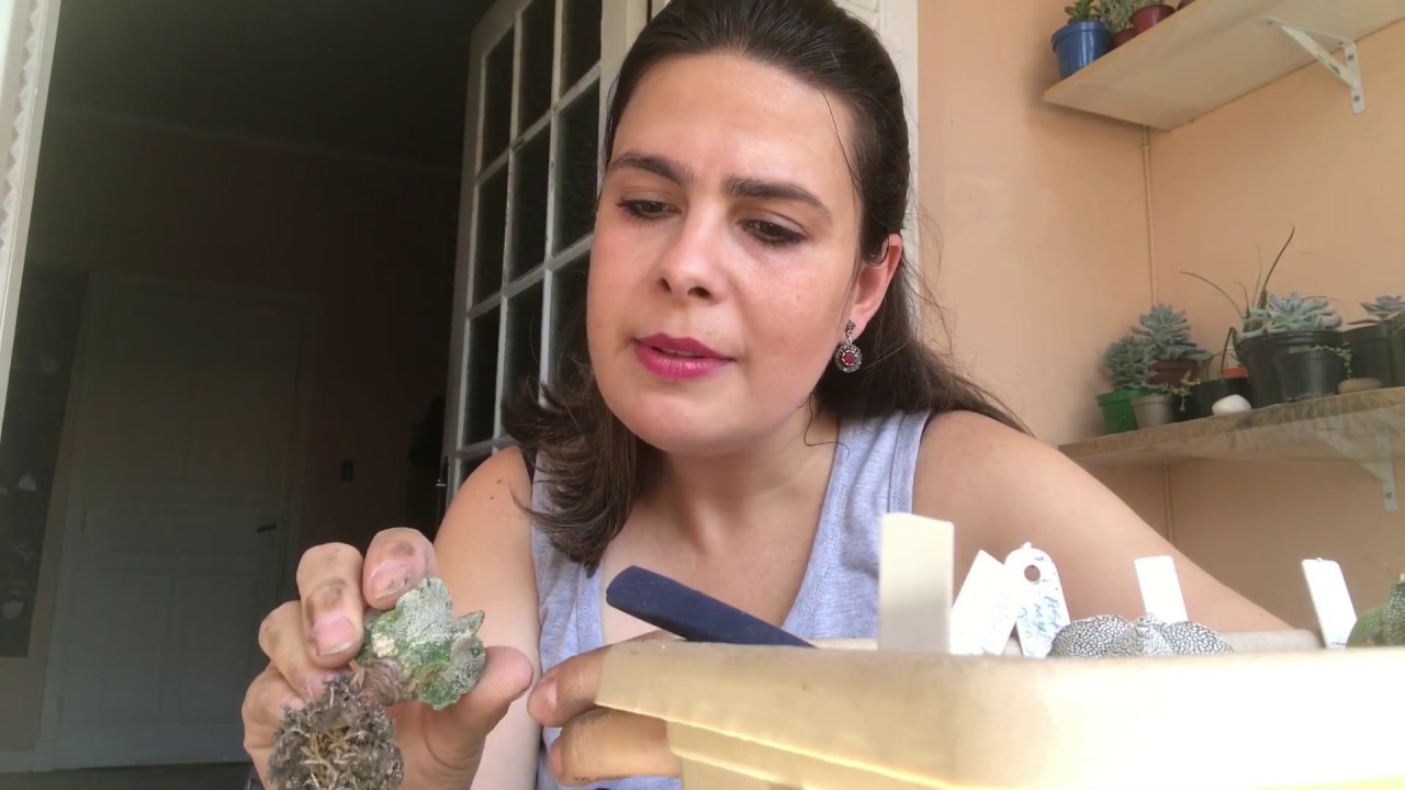 #cochonilha#cochonilhanaraiz Cochonilhas na raiz da minha coleção de Astrophytum