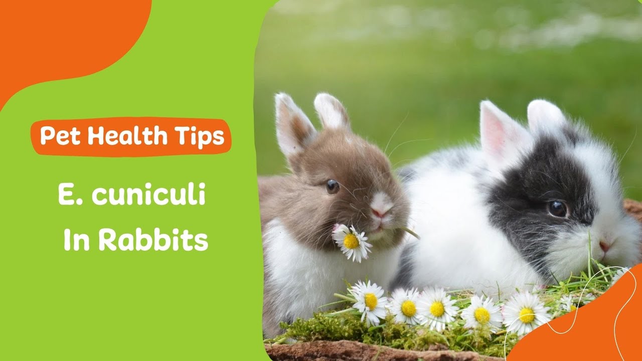 E. Cuniculi In Rabbits