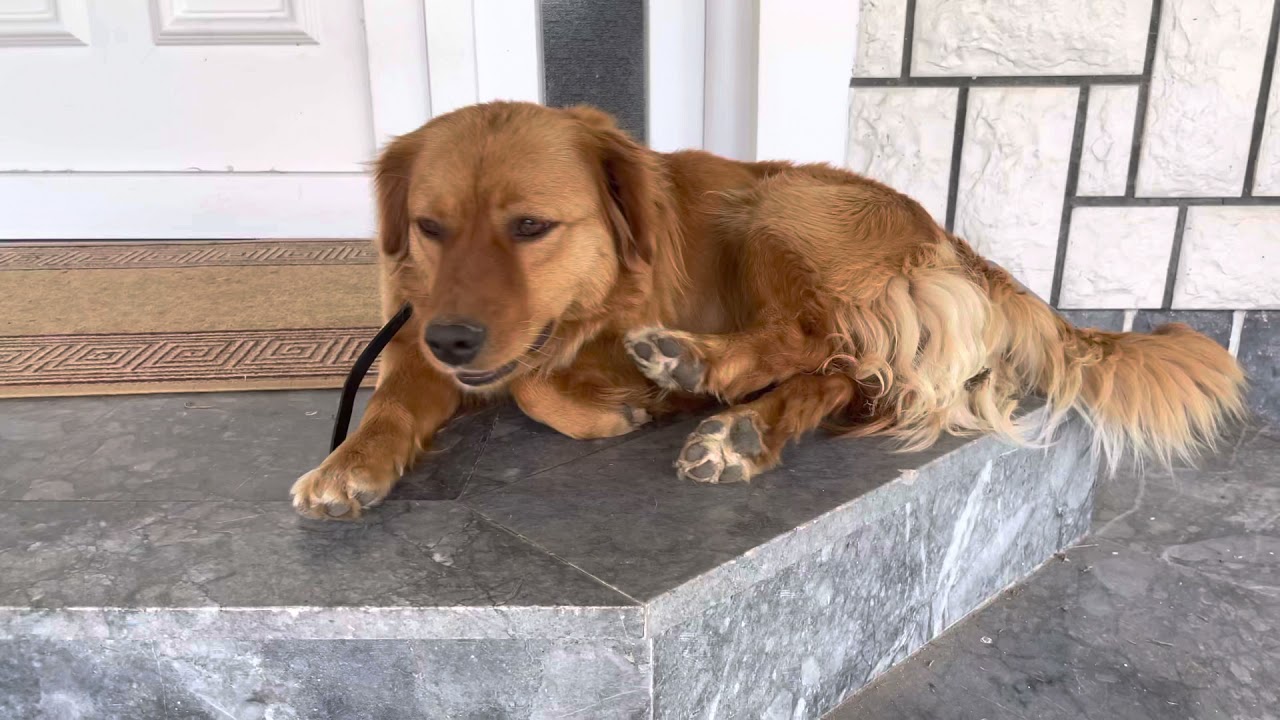 Min hund skäller  Lisa
