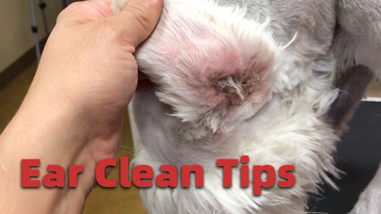 How to pull schnauzer ear hair